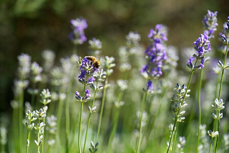 Honey Bee on a Lavender Flower photo
