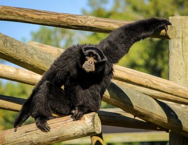 Black-furred gibbon ape lesser ape