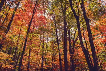 Fall Forest Trees photo