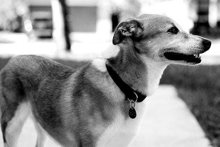 Black And White burrow canine photo