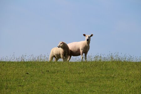 Animal world lamb pasture photo