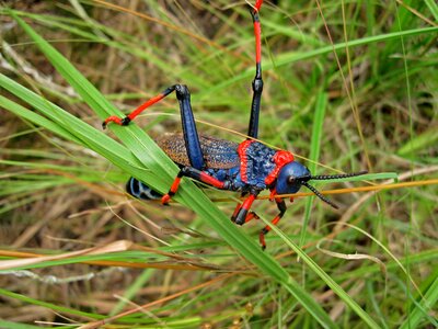Drakensburgs insect blue and red insect
