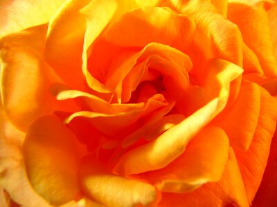 Rose yellow roses super macro