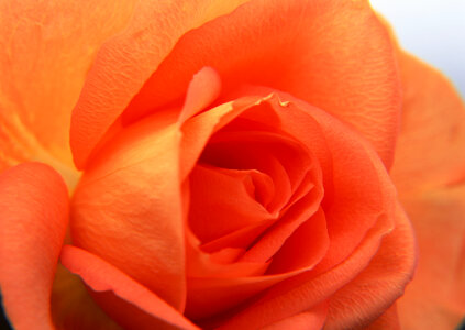 close-up of rose photo