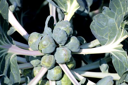 Sprouts cabbage brassica oleracea var brussels sprouts gemmifera photo