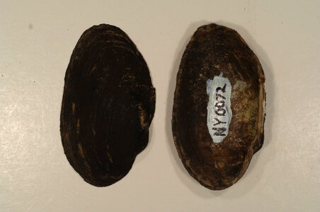 Strophitus undulatus