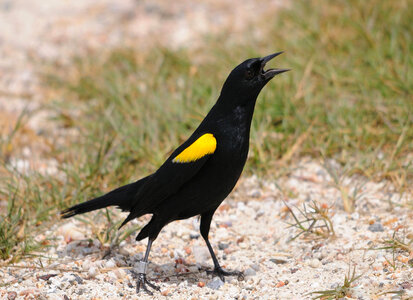 Yellow-shouldered blackbird-1