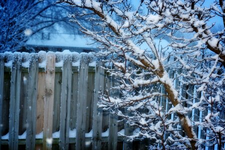 Tree cold garden fence