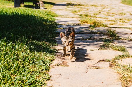 Cat animal nature photo