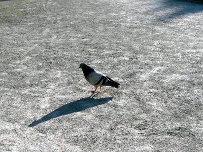 Background dove 