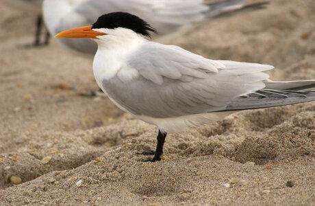 Royal Tern