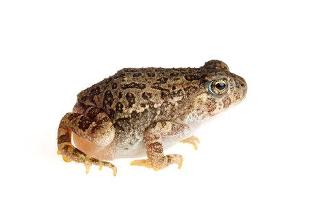 Woodhouse toad-1