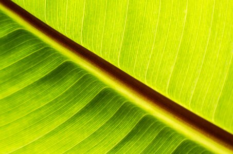 Plant green vegetation