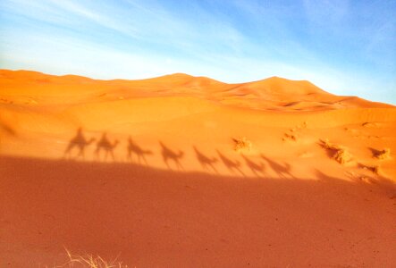Camels day desert