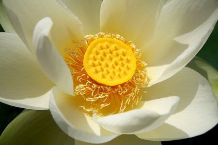 Flower plant blossom