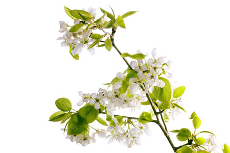 branch with flowers