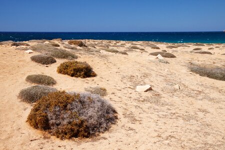 Dry grass landscape photo