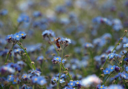Bee on Blue Forget-me-not Flowers photo