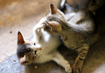 Two Kittens Cats Playing
