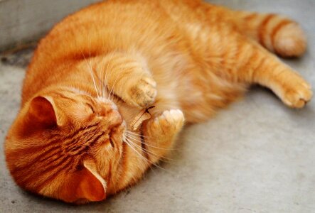 Animal cat claw