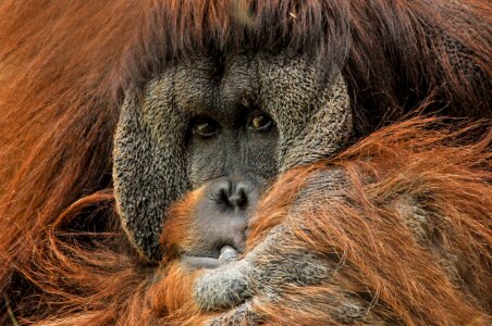 Primate zoo face photo