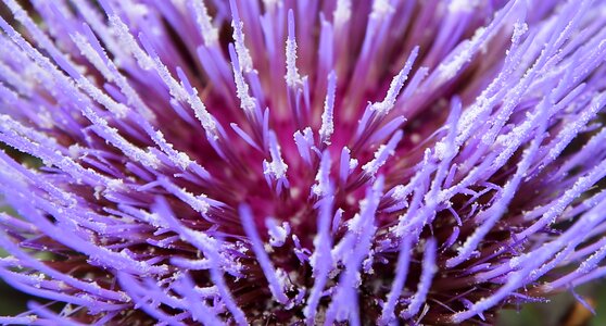 Purple plant nature