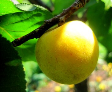 Smooth fruit juicy