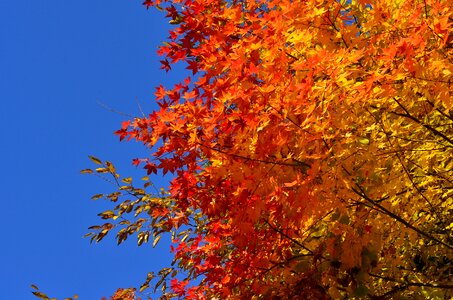 Autumn autumnal leaves maple