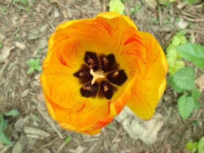 Natural blossom bloom