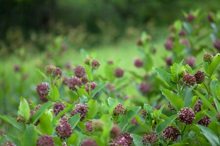 Bloom blossoming crops