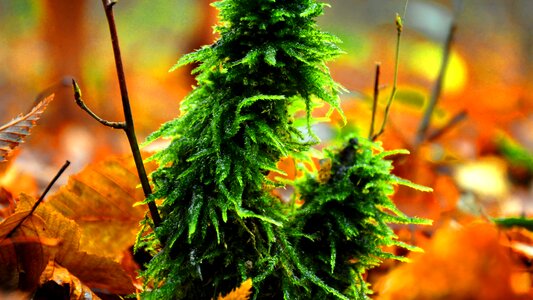 Forest autumn tremészet