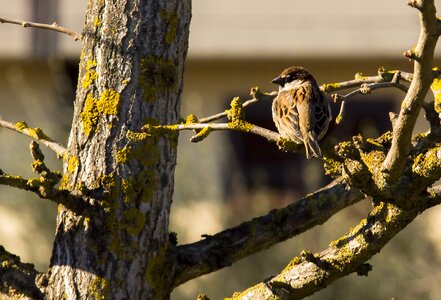 Bird tree palazzo