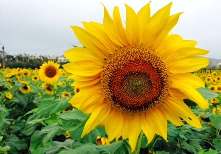 Close-up of sun flower photo