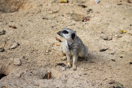 Nature cute curious