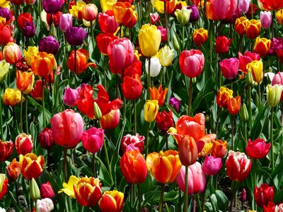 Tulip field colorful color photo
