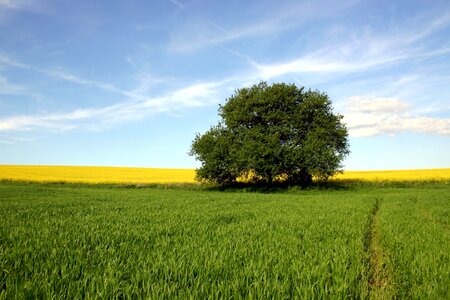 Agriculture beautiful photo blue sky photo