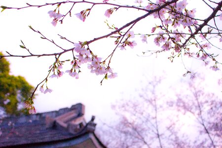 Blossom blue sky