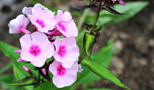 Beautiful Flowers beautiful photo blooming