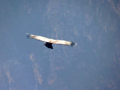 Andean condor vultur gryphus bird