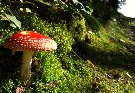 Forest autumn fungi photo