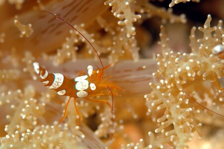 Underwater life sea diving