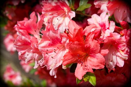 Flowers pink azaleas shrub photo