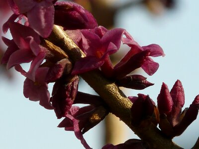 Blossom bloom bloom