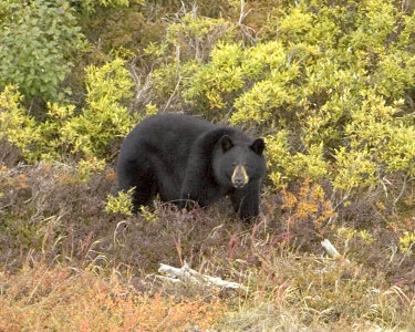 Black bear at Selawik National Widlife Refuge