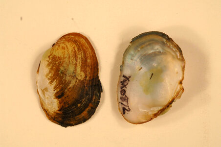 Epioblasma capsaeformis-2