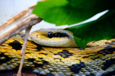 Head black yellow zoo photo