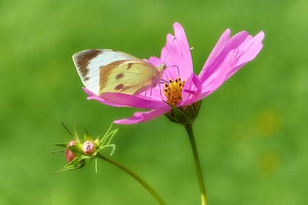 Animal arthropod beautiful flowers