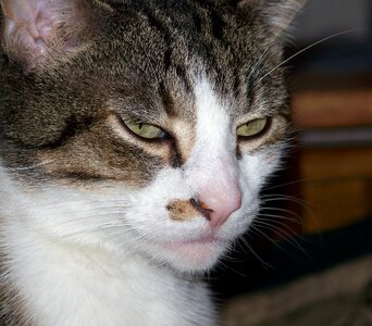 Mood grumpy feline photo