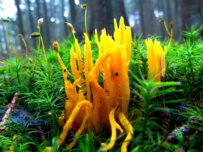 Plant clavaria corniculata moss