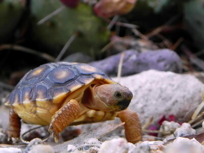 Desert desert tortoise tortoise photo